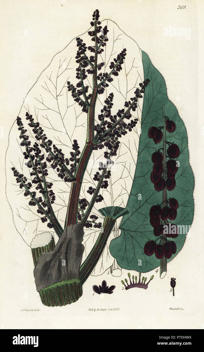 Officinal rhubarb, Rheum australe. Handcoloured copperplate engraving by Weddell after a botanical illustration by Edward Dalton Smith from Robert Sweet's The British Flower Garden, Ridgeway, London, 1828. Stock Photo