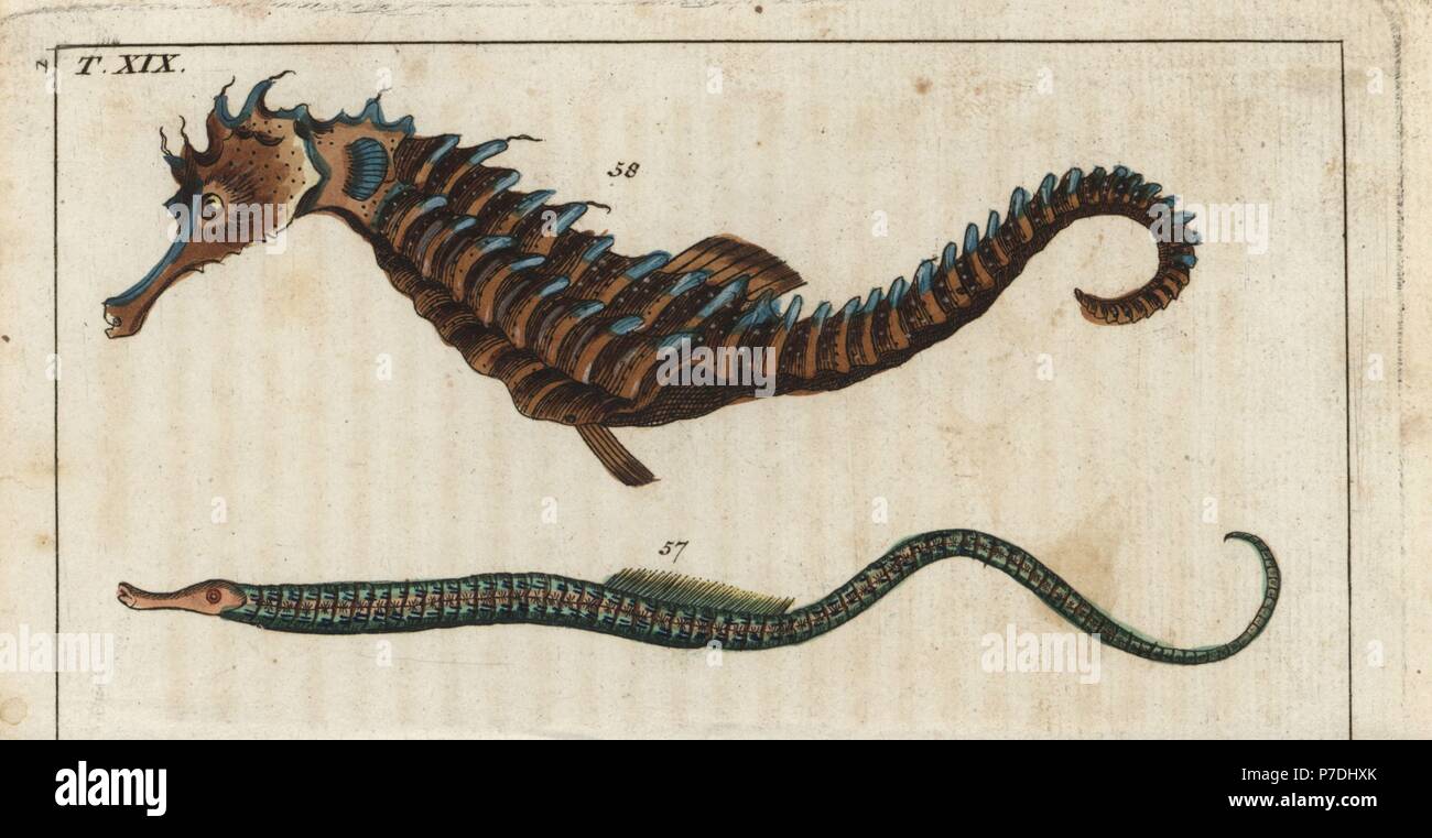 Straight-nosed pipefish, Nerophis ophidion, and short-snouted seahorse, Hippocampus hippocampus. Handcolored copperplate engraving from Gottlieb Tobias Wilhelm's Encyclopedia of Natural History: Fish, Augsburg, 1804. Wilhelm (1758-1811) was a Bavarian clergyman and naturalist known as the German Buffon. Stock Photo
