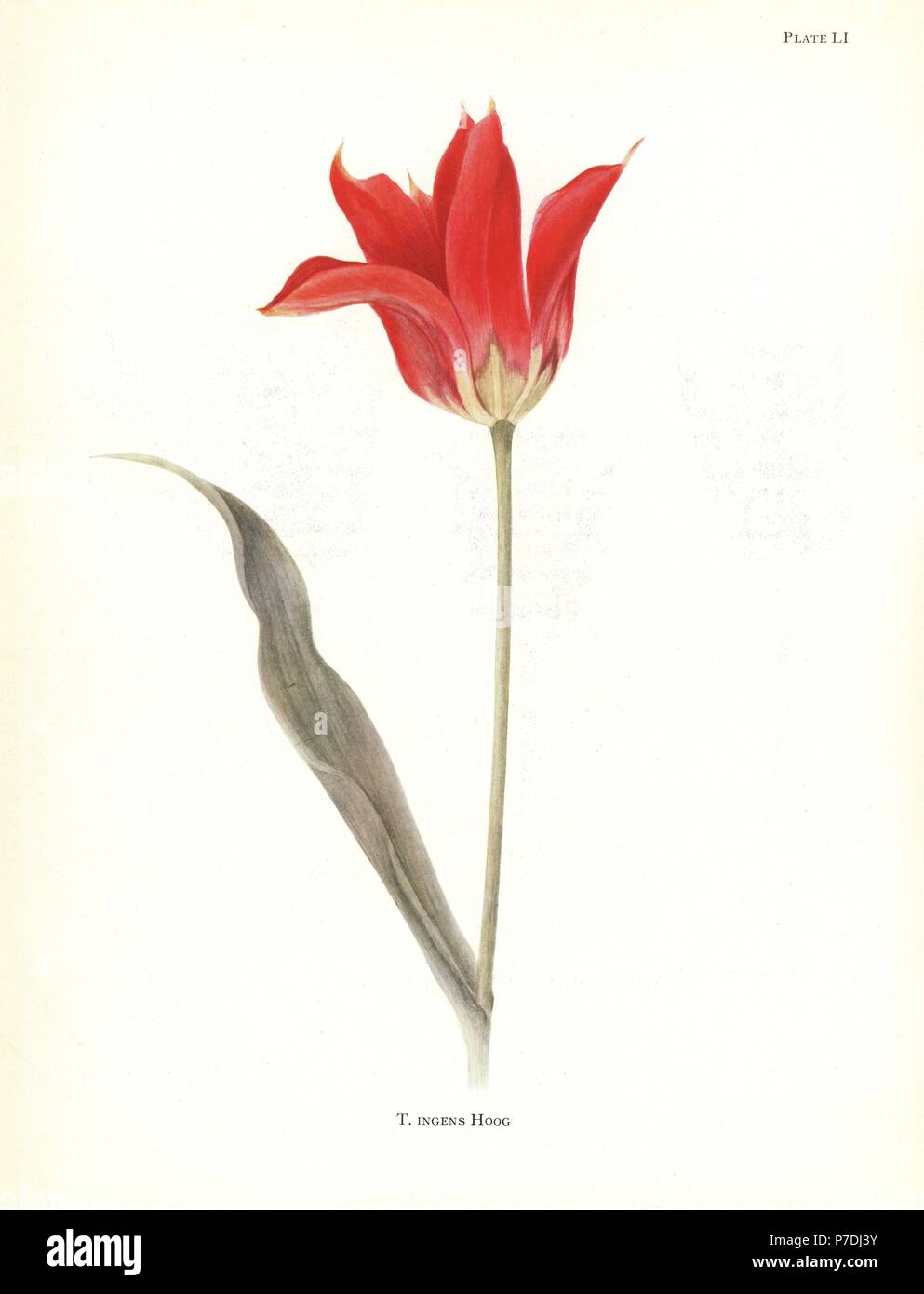 Tubergen’s tulip, Tulipa ingens. Silkscreen botanical illustration by Elsie Katherine Dykes from William R. Dykes' Notes on Tulip Species, Herbert Jenkins Ltd., London, 1930. Stock Photo