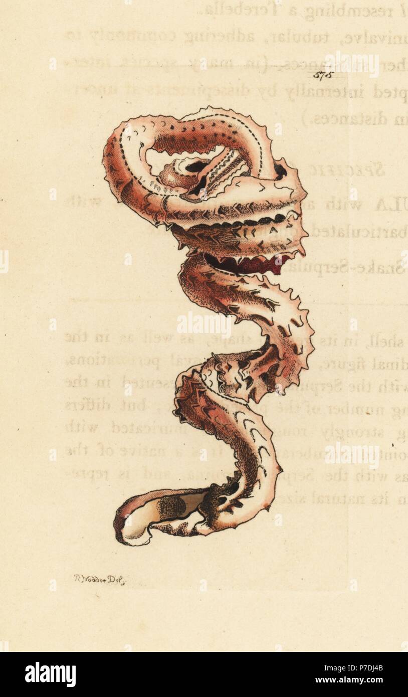 Slit worm shell, Tenagodus anguinus (Muricated serpula, Serpula muricata). Illustration drawn and engraved by Richard Polydore Nodder. Handcoloured copperplate engraving from George Shaw and Frederick Nodder's The Naturalist's Miscellany, London, 1802. Stock Photo