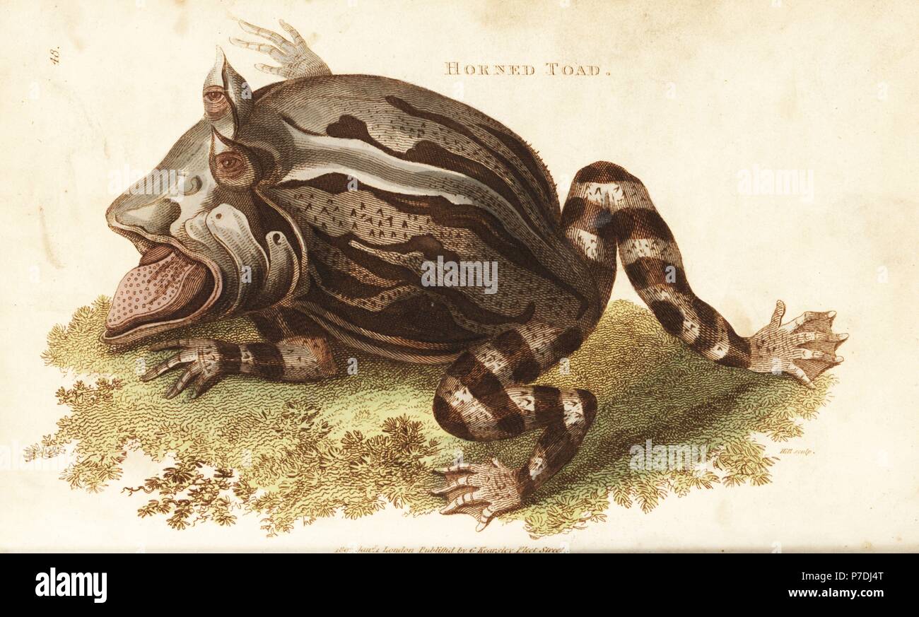 Surinam or ian horned frog, Ceratophrys cornuta (Horned toad, Rana  cornuta). Handcoloured copperplate engraving by Hill after an illustration  by George Shaw from his General Zoology, Amphibia, London, 1801 Stock Photo  - Alamy