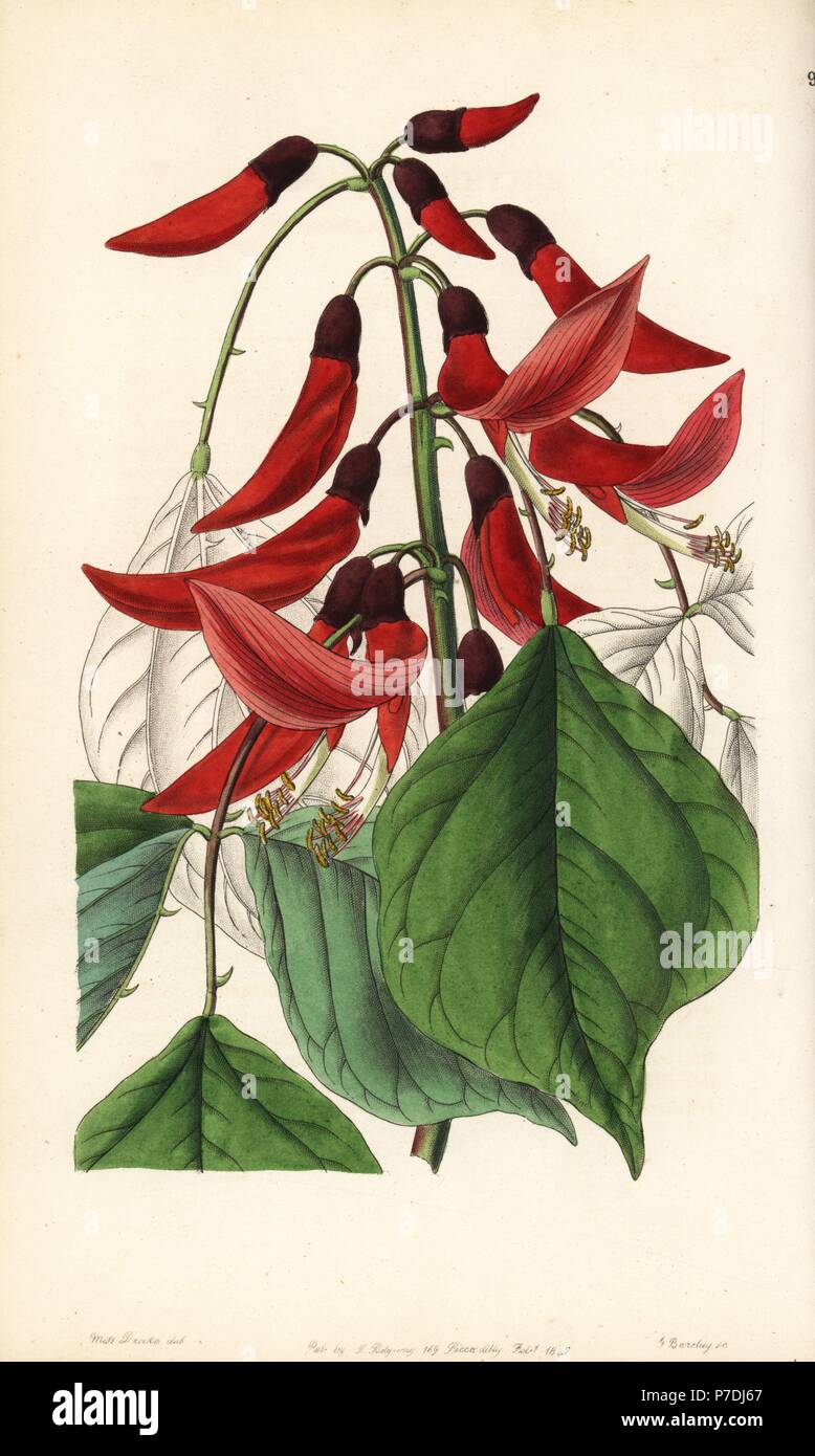 Mr. Bidwell's erythrina hybrid, Erythrina x bidwillii. Hybrid of Erythrina herbacea with Erythrina cristagalli. Handcoloured copperplate engraving by George Barclay after an illustration by Miss Sarah Drake from Edwards' Botanical Register, edited by John Lindley, London, Ridgeway, 1847. Stock Photo