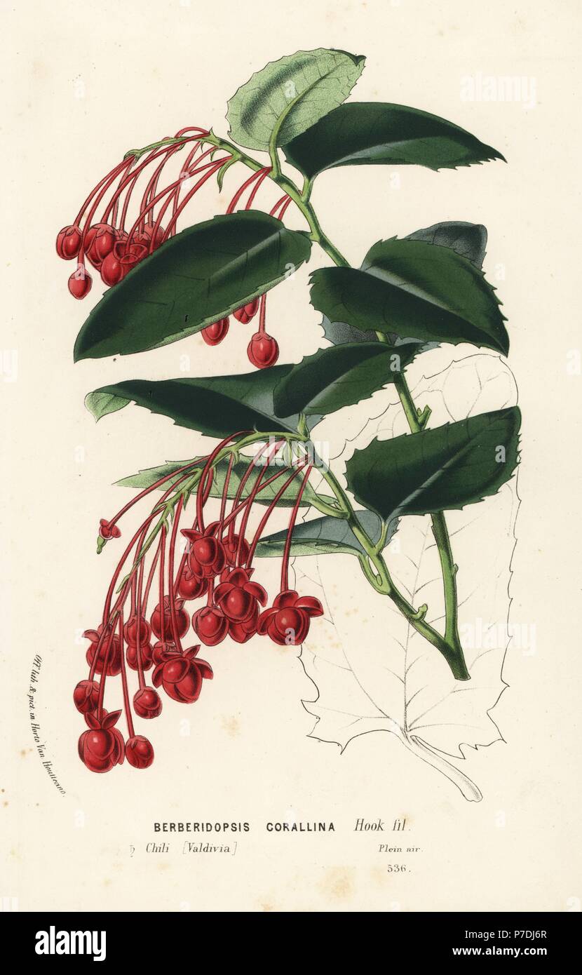 Coral plant, Berberidopsis corallina. Chile, Valdivia. Handcoloured lithograph from Louis van Houtte and Charles Lemaire's Flowers of the Gardens and Hothouses of Europe, Flore des Serres et des Jardins de l'Europe, Ghent, Belgium, 1874. Stock Photo