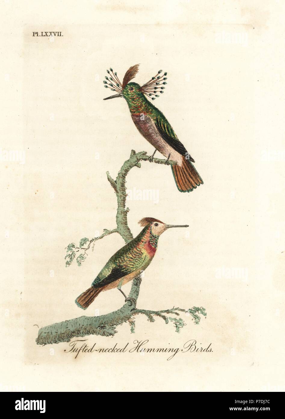 Tufted coquettes, Lophornis ornatus (Tufted-necked hummingbirds, Trochilus ornatus). Male and female. Handcoloured copperplate drawn and engraved by John Latham from his own A General History of Birds, Winchester, 1822. Stock Photo