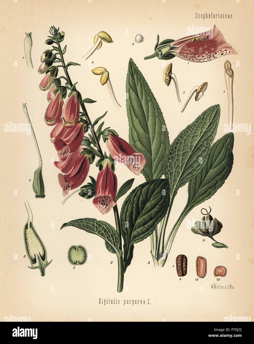 Lilium Montanum & Digitalis flower リトグラフ Lilium