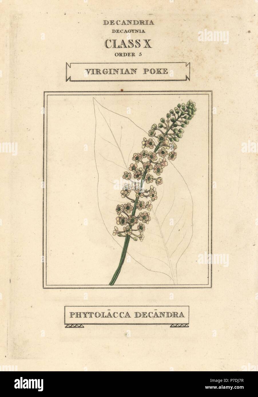 American pokeweed, Phytolacca americana (Virginian poke, Phytolacca decandra). Handcoloured copperplate engraving after an illustration by Richard Duppa from his The Classes and Orders of the Linnaean System of Botany, Longman, Hurst, London, 1816. Stock Photo