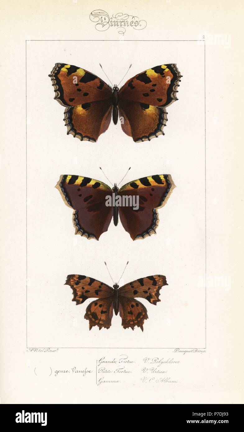Large tortoiseshell, Nymphalis polychloros, small tortoiseshell, Aglais urticae, and comma butterfly, Polygonia c-album. Handcoloured steel engraving by the Pauquet brothers after an illustration by Alexis Nicolas Noel from Hippolyte Lucas' Natural History of European Butterflies, Histoire Naturelle des Lepidopteres d'Europe, 1864. Stock Photo