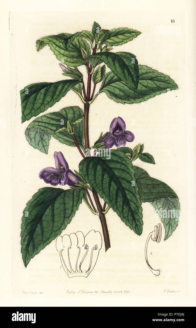 Adenosma glutinosum, Chinese aromatic plant (Large-flowered wingpoint, Pterostigma grandiflorum). Handcoloured copperplate engraving by George Barclay after an illustration by Miss Sarah Drake from Edwards' Botanical Register, edited by John Lindley, London, Ridgeway, 1846. Stock Photo