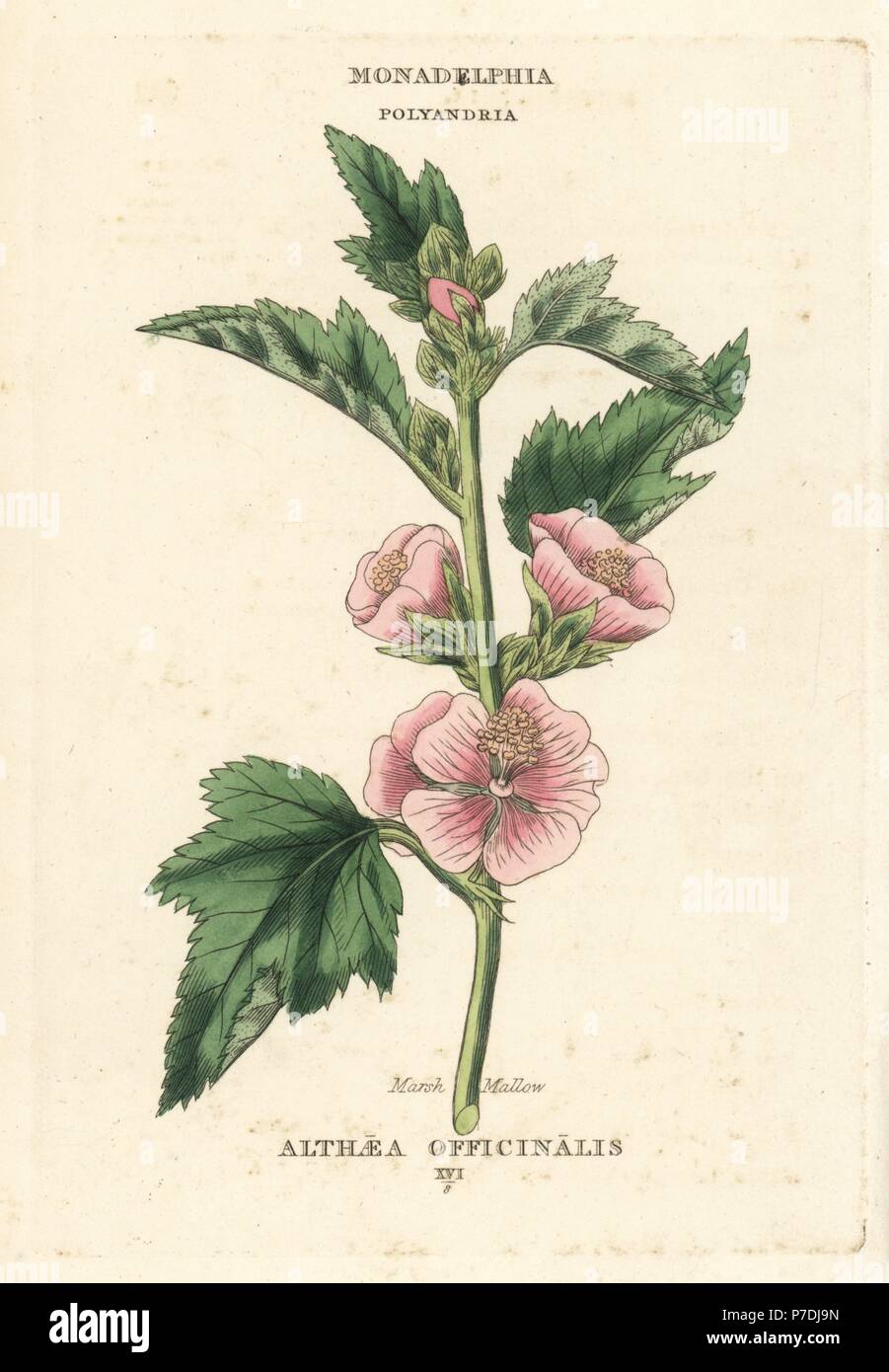 Marsh mallow, Althaea officinalis. Handcoloured copperplate engraving after an illustration by Richard Duppa from his The Classes and Orders of the Linnaean System of Botany, Longman, Hurst, London, 1816. Stock Photo