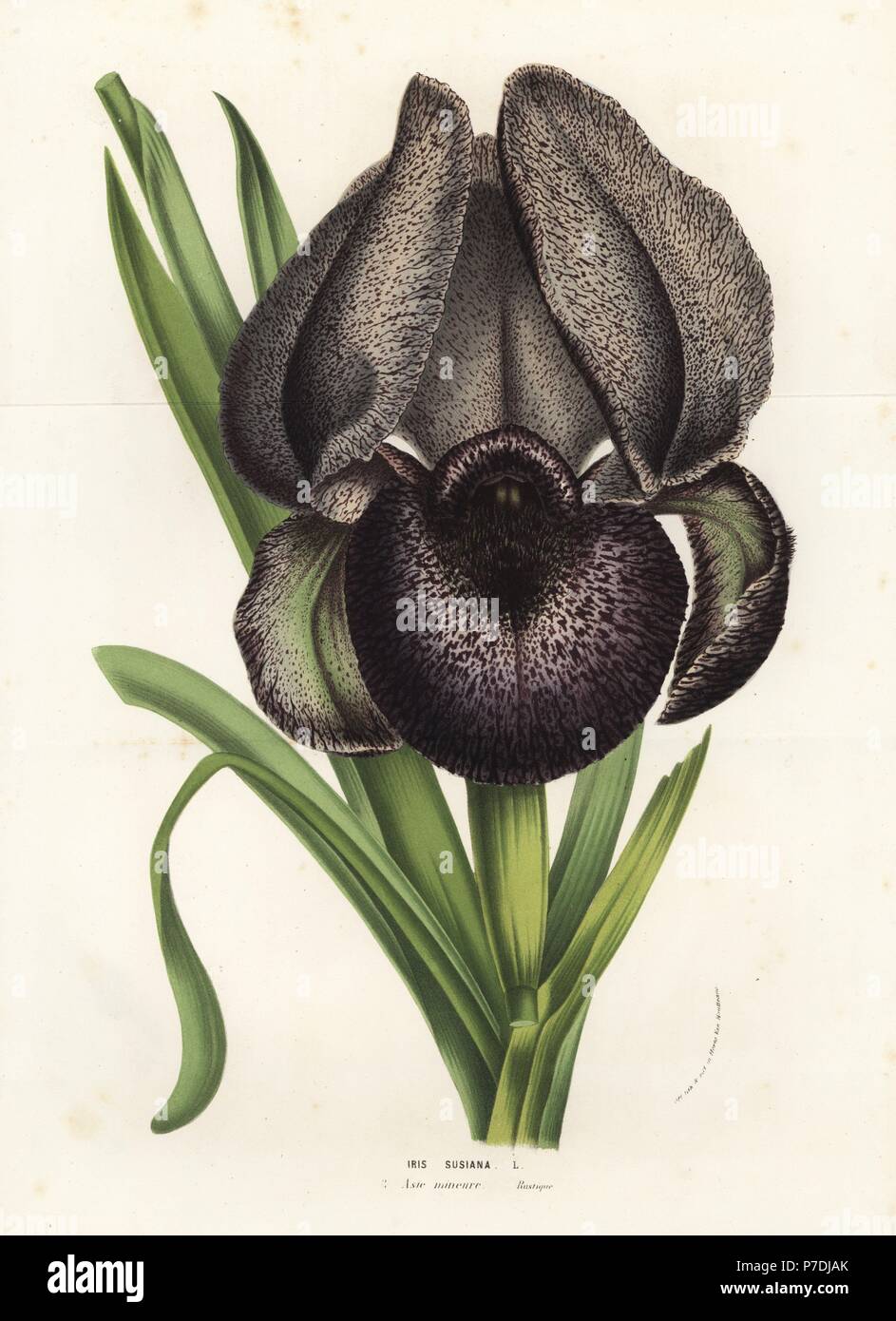 Chalcedonian iris or mourning iris, Iris susiana. Handcoloured lithograph from Louis van Houtte and Charles Lemaire's Flowers of the Gardens and Hothouses of Europe, Flore des Serres et des Jardins de l'Europe, Ghent, Belgium, 1856. Stock Photo
