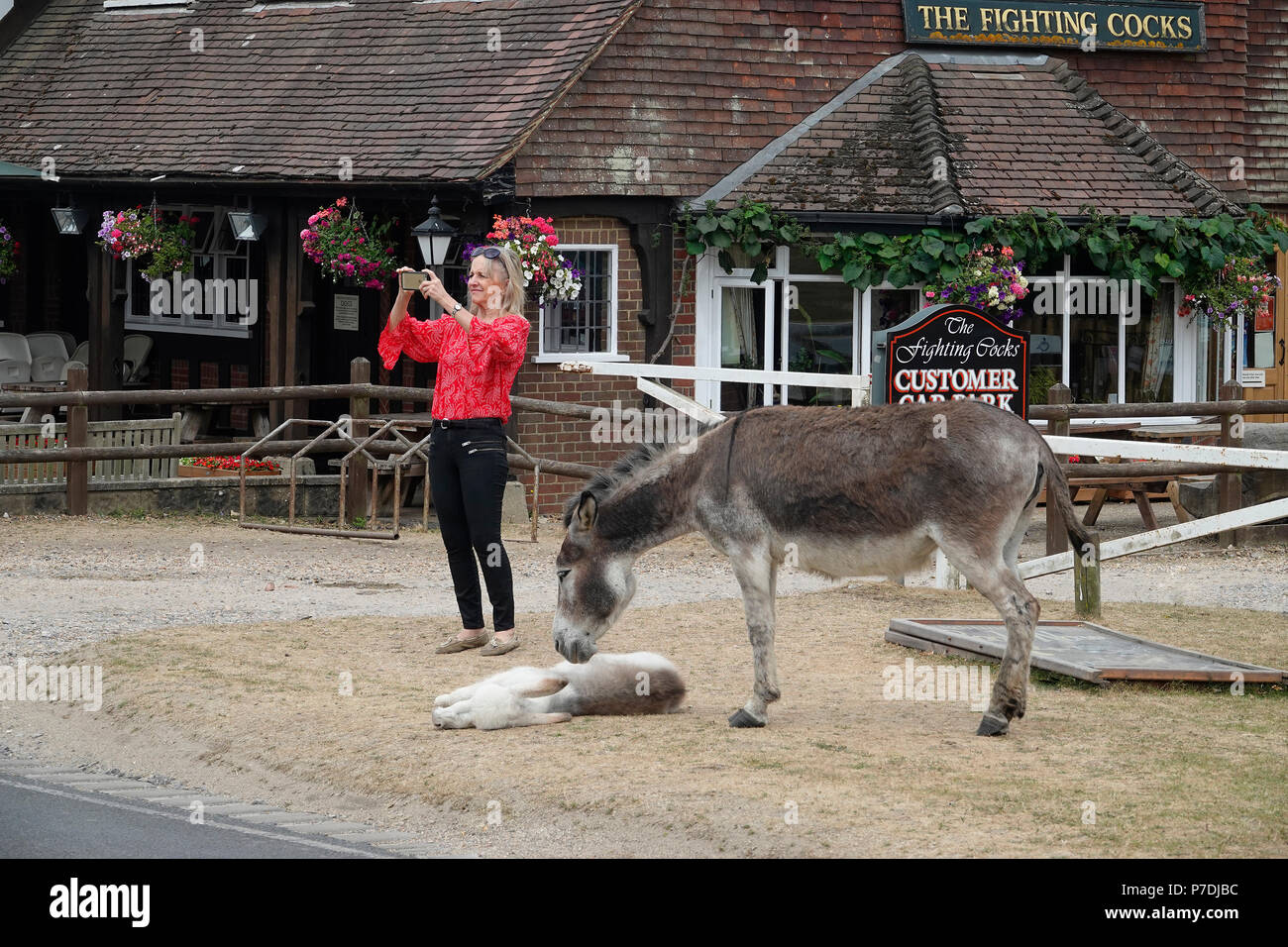 4th July, 2018   Godshill, Hampshire, UK.  Tourist takes photos of the iconic New Forest 'ponies' and donkeys at their favourite haunt outside the Fig Stock Photo