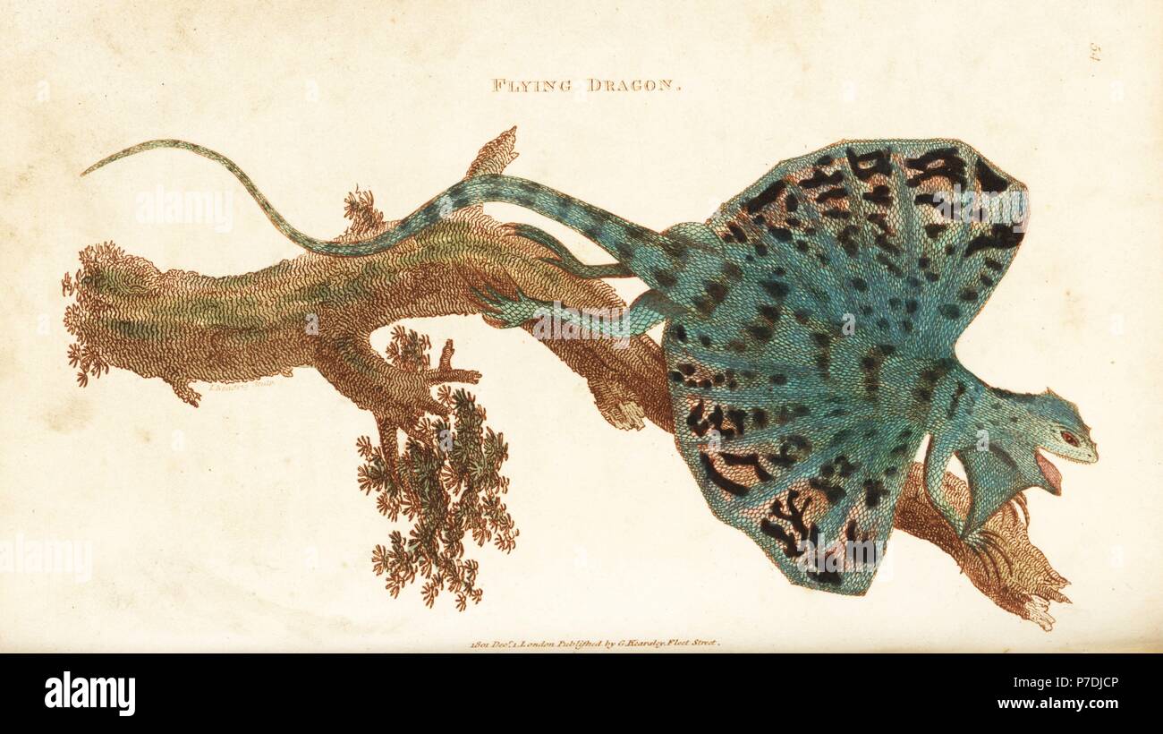 Flying dragon, Draco volans. Handcoloured copperplate engraving by Heath after an illustration by George Shaw from his General Zoology, Amphibia, London, 1801. Stock Photo