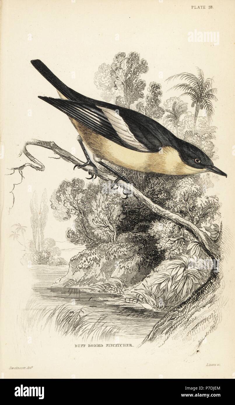 Yellow-bellied hyliota, Hyliota flavigaster (Buff-bodied flycatcher). Handcoloured steel engraving by William Lizars after an illustration by William Swainson from Sir William Jardine's Naturalist's Library: Ornithology: Flycatchers, Edinburgh, W.H. Lizars, 1836. Stock Photo