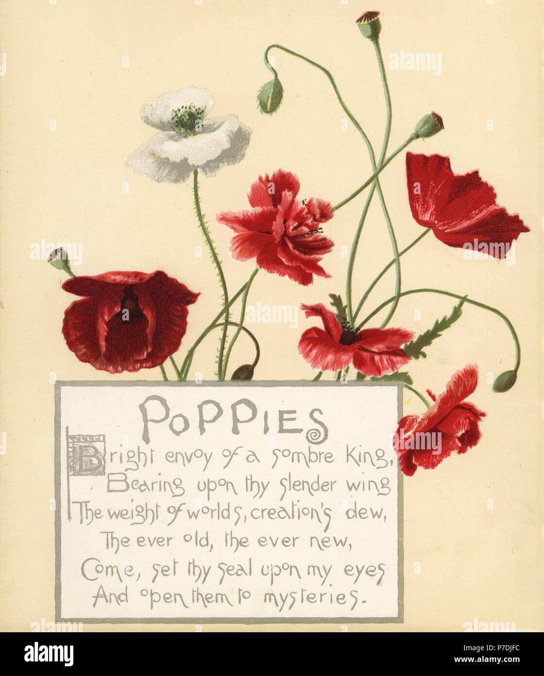 Poppies, Papaver rhoeas, and calligraphic poem. Chromolithograph by Louis Prang from Alice Ward Bailey's Flower Fancies, Boston, 1889. Illustrated by Lucy Baily, Eleanor Ecob Morse, Olive Whitney, Ellen Fisher, Fidelia Bridges, C. Ryan and F. Schuyler Mathews. Stock Photo