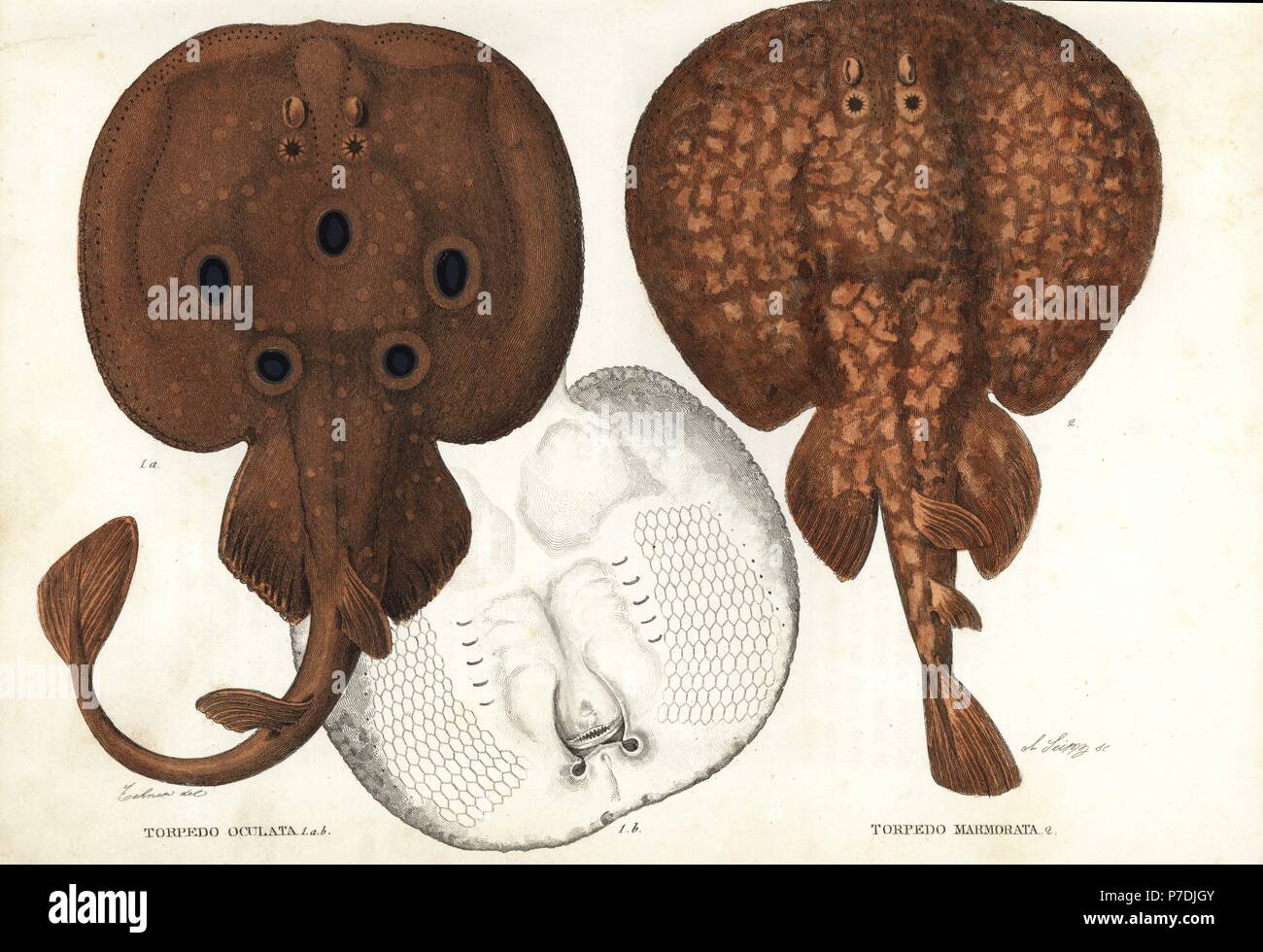 Common torpedo, ocellate torpedo, or eyed electric ray, Torpedo torpedo (Torpedo oculata), and marbled electric ray, Torpedo marmorata. Handcoloured lithograph by Scipp after an illustration by Zehner from Georg Friedrich Treitschke's Gallery of Natural History, Naturhistorischer Bildersaal des Thierreiches, Liepzig, 1842. Stock Photo