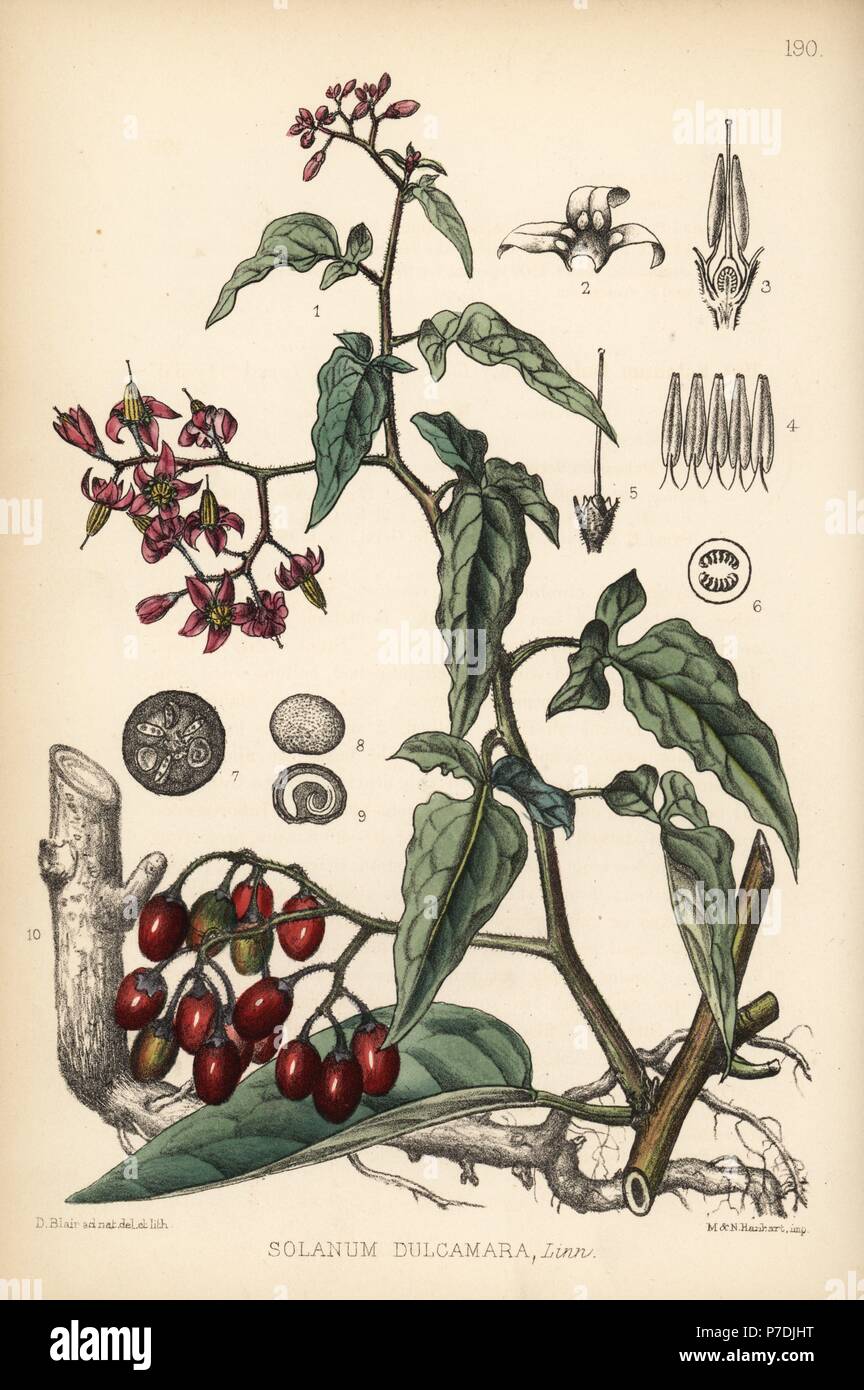 Bittersweet or woody nightshade, Solanum dulcamara. Handcoloured lithograph by Hanhart after a botanical illustration by David Blair from Robert Bentley and Henry Trimen's Medicinal Plants, London, 1880. Stock Photo