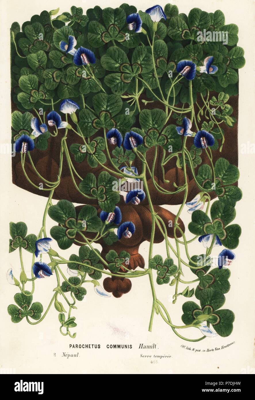 Shamrock pea or blue oxalis, Parochetus communis. Handcoloured lithograph from Louis van Houtte and Charles Lemaire's Flowers of the Gardens and Hothouses of Europe, Flore des Serres et des Jardins de l'Europe, Ghent, Belgium, 1862-65. Stock Photo