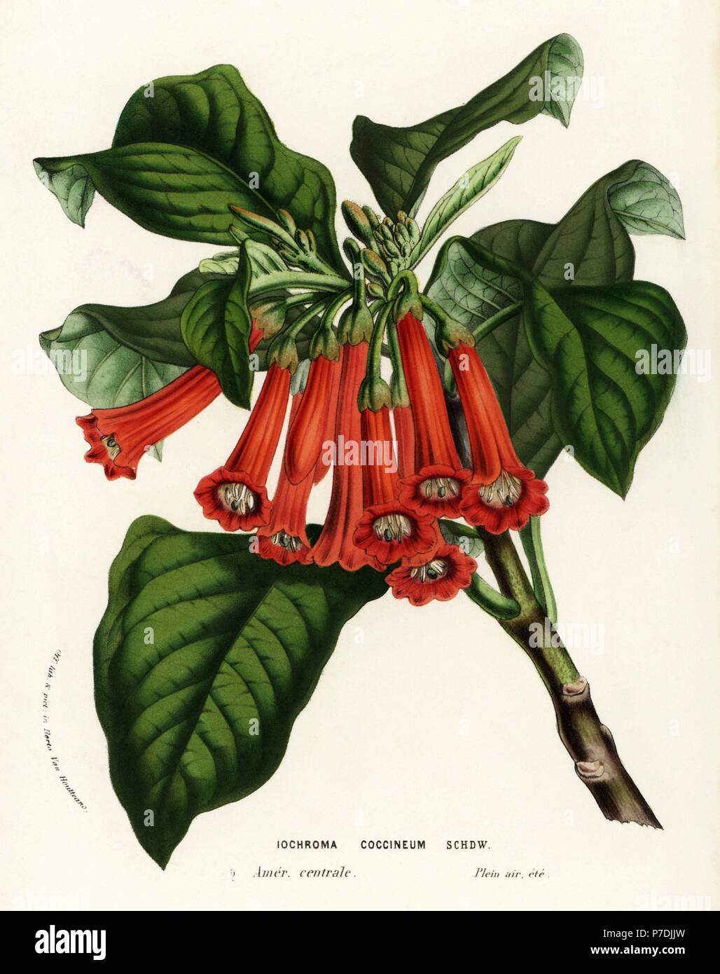 Scarlet iochroma, Iochroma coccineum. Handcoloured lithograph from Louis van Houtte and Charles Lemaire's Flowers of the Gardens and Hothouses of Europe, Flore des Serres et des Jardins de l'Europe, Ghent, Belgium, 1857. Stock Photo