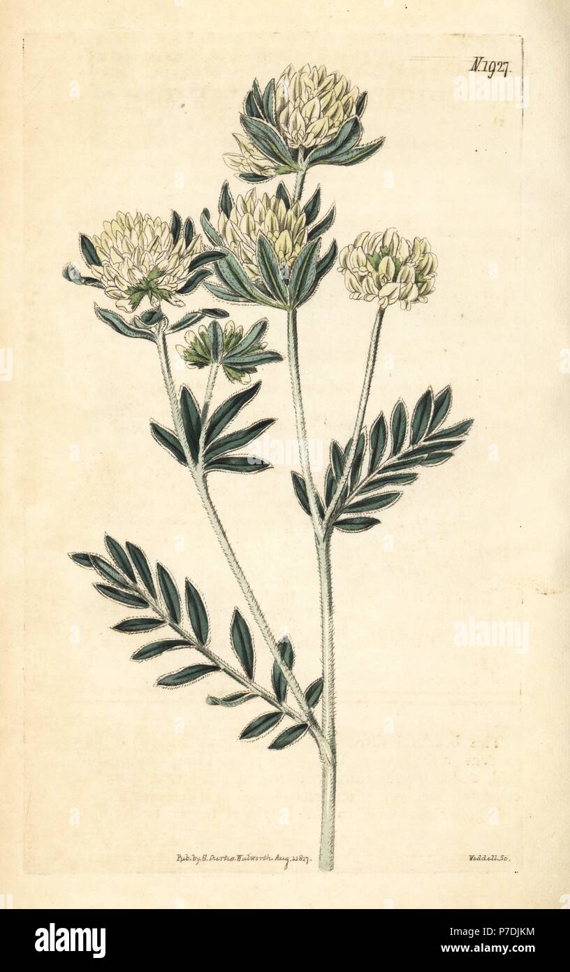 Silver leaved anthyllis or Jupiter's beard, Anthyllis barba-jovis. Handcoloured botanical engraving from John Sims' Curtis's Botanical Magazine, Couchman, London, 1817. Stock Photo