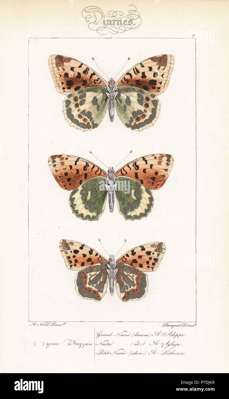 High brown fritillary, Fabriciana adippe, dark green fritillary, Argynnis aglaja, and Queen of Spain fritillary, Issoria lathonia. Handcoloured steel engraving by the Pauquet brothers after an illustration by Alexis Nicolas Noel from Hippolyte Lucas' Natural History of European Butterflies, Histoire Naturelle des Lepidopteres d'Europe, 1864. Stock Photo