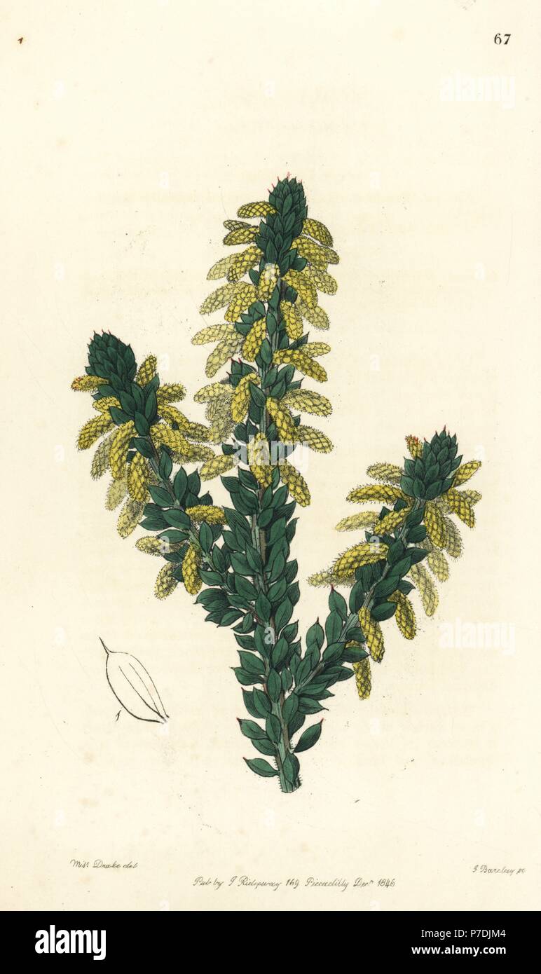 Wattle, Acacia verticillata subsp. ruscifolia (Mourning wattle, Acacia moesta). Handcoloured copperplate engraving by George Barclay after an illustration by Miss Sarah Drake from Edwards' Botanical Register, edited by John Lindley, London, Ridgeway, 1846. Stock Photo