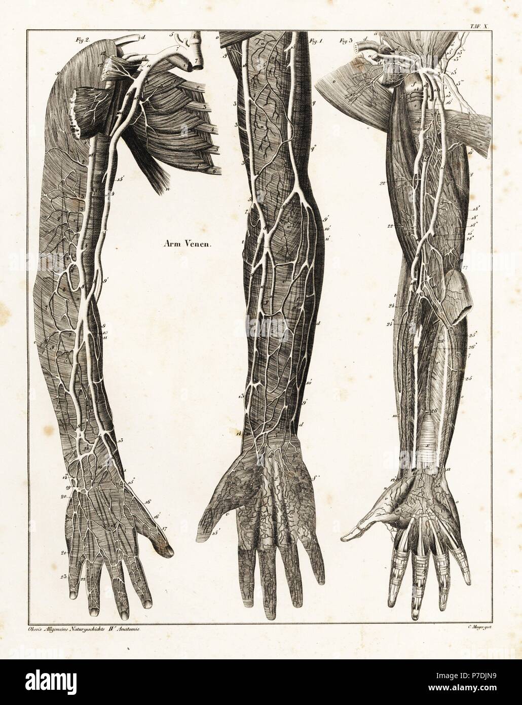 Anatomy Of The Human Venal System In The Arms Lithograph By C Mayer 