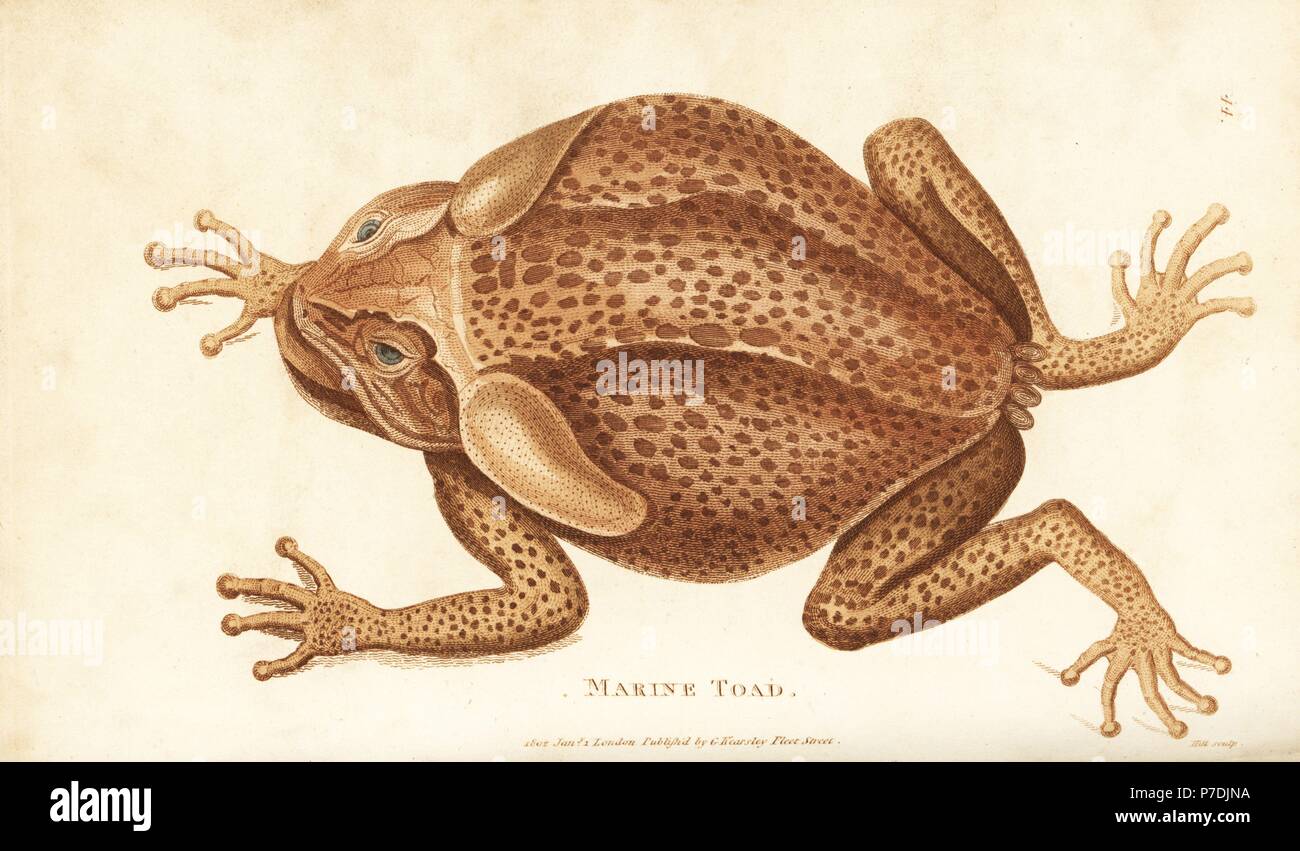 Cane toad or marine toad, Rhinella marina. Handcoloured copperplate engraving by Hill after an illustration by George Shaw from his General Zoology, Amphibia, London, 1801. Stock Photo