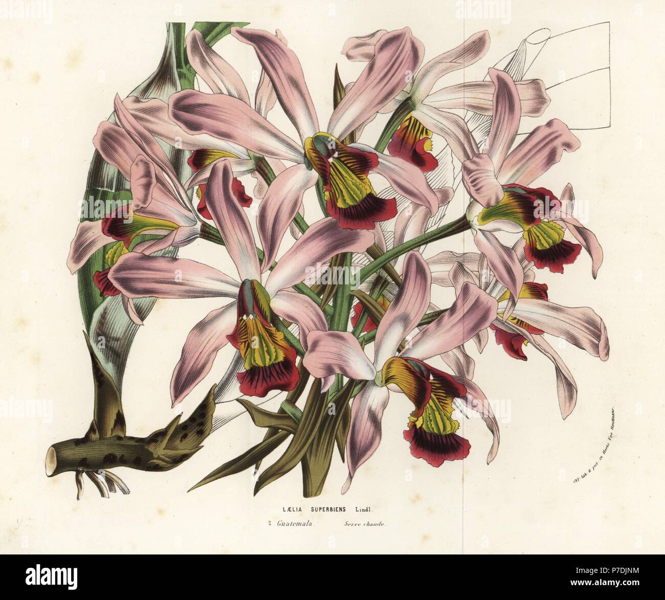 Laelia superbiens orchid. Guatemala. Handcoloured lithograph from Louis van Houtte and Charles Lemaire's Flowers of the Gardens and Hothouses of Europe, Flore des Serres et des Jardins de l'Europe, Ghent, Belgium, 1856. Stock Photo