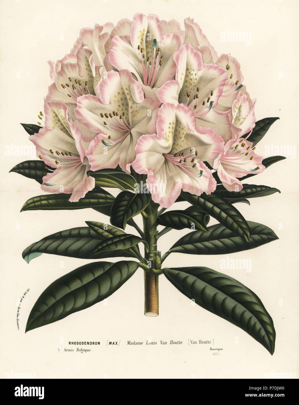 Rhododendron cultivar, Madame Louis van Houtte, Rhododendron maximum. Handcoloured lithograph from Louis van Houtte and Charles Lemaire's Flowers of the Gardens and Hothouses of Europe, Flore des Serres et des Jardins de l'Europe, Ghent, Belgium, 1862-65. Stock Photo