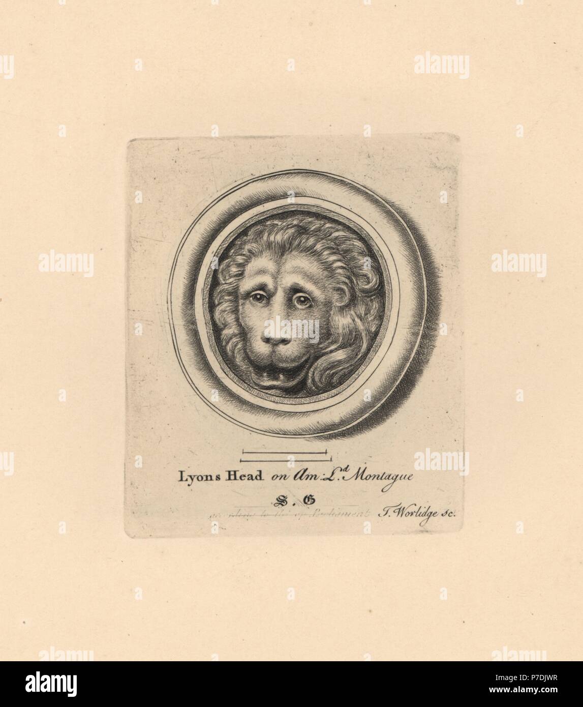 Portrait of a lion's head, on amethyst in Lord Montague's collection. Copperplate engraving by Thomas Worlidge from James Vallentin's One Hundred and Eight Engravings from Antique Gems, 1863. Stock Photo