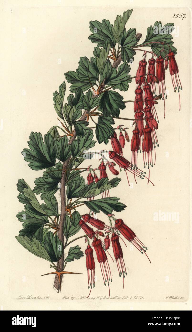 Fuchsia-flowered gooseberry or shewy gooseberry, Ribes speciosum. Handcoloured copperplate engraving by S. Watts after an illustration by Miss Sarah Drake from Sydenham Edwards' Botanical Register, Ridgeway, London, 1833. Stock Photo