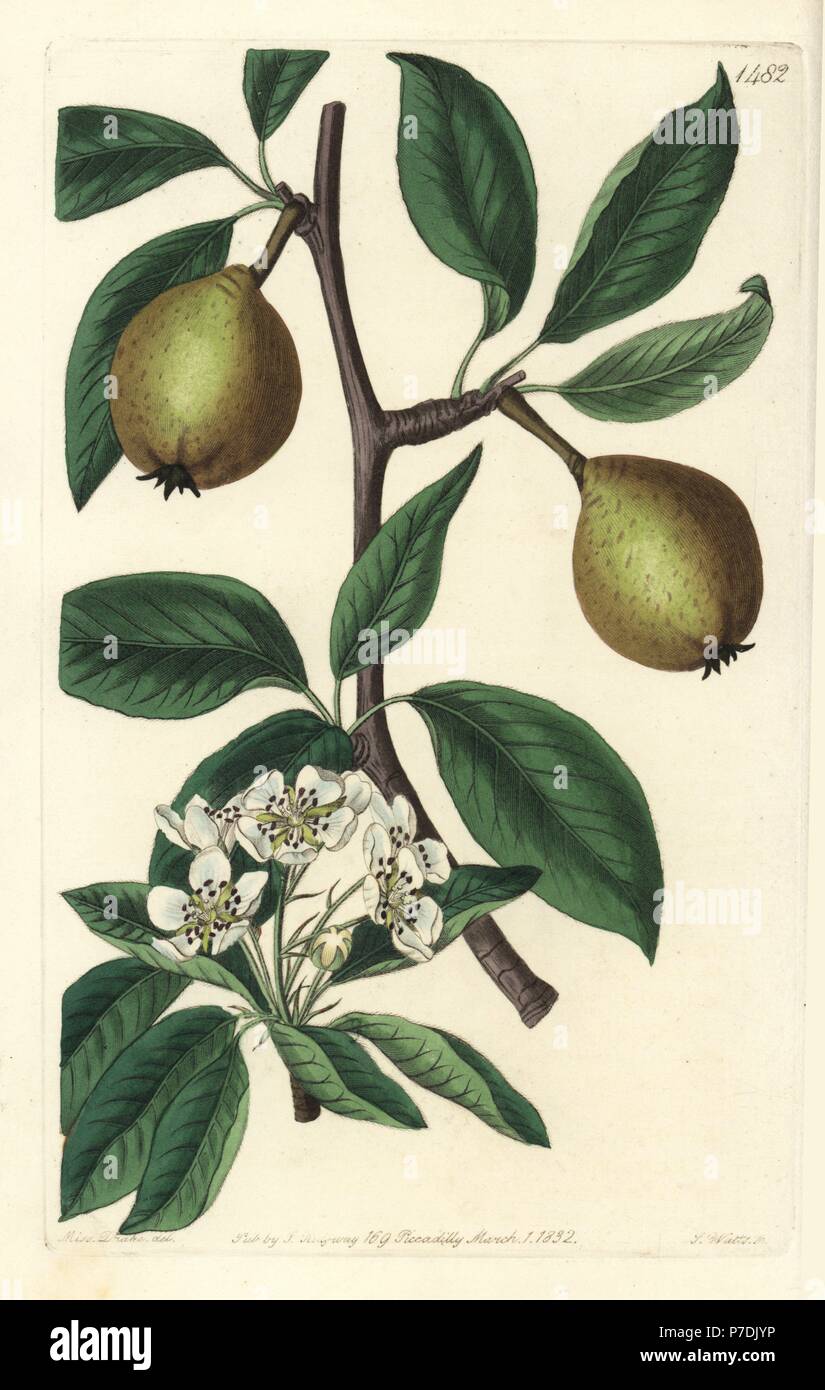Sage-leaved pear, Pyrus × salviifolia (Pyrus salvifolia). Handcoloured copperplate engraving by S. Watts after an illustration by Sarah Drake from Sydenham Edwards' Botanical Register, Ridgeway, London, 1832. Stock Photo