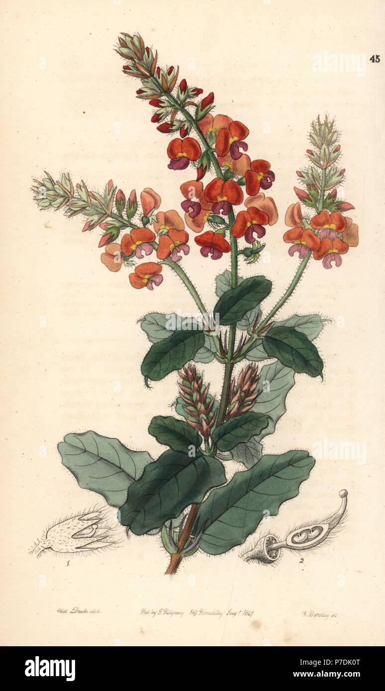 Crinkle-leaf poison or shaggy gastrolobe, Gastrolobium villosum. Handcoloured copperplate engraving by George Barclay after an illustration by Miss Sarah Drake from Edwards' Botanical Register, edited by John Lindley, London, Ridgeway, 1847. Stock Photo