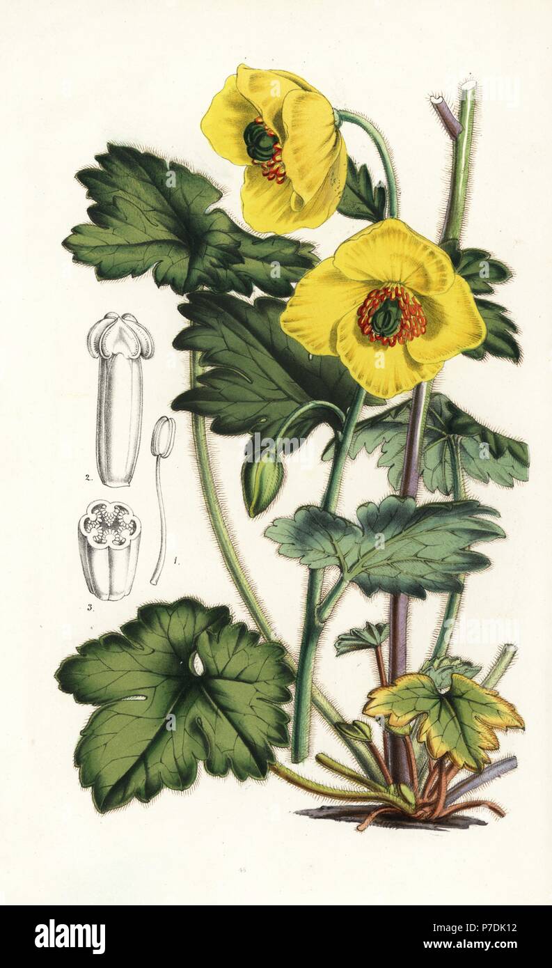 Himalayan woodland-poppy Meconopsis villosa (Cathcartia villosa). Handcoloured lithograph from Louis van Houtte and Charles Lemaire's Flowers of the Gardens and Hothouses of Europe, Flore des Serres et des Jardins de l'Europe, Ghent, Belgium, 1851. Stock Photo