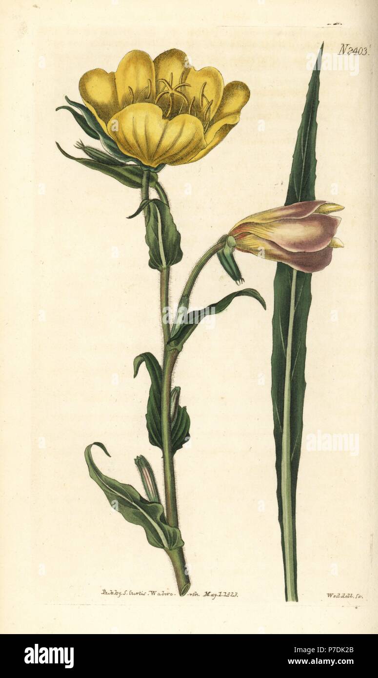 Sweet-scented oenothera, Oenothera odorata. Handcoloured copperplate engraving by Weddell after a botanical illustration from William Curtis' Botanical Magazine, Samuel Curtis, London, 1823. Stock Photo