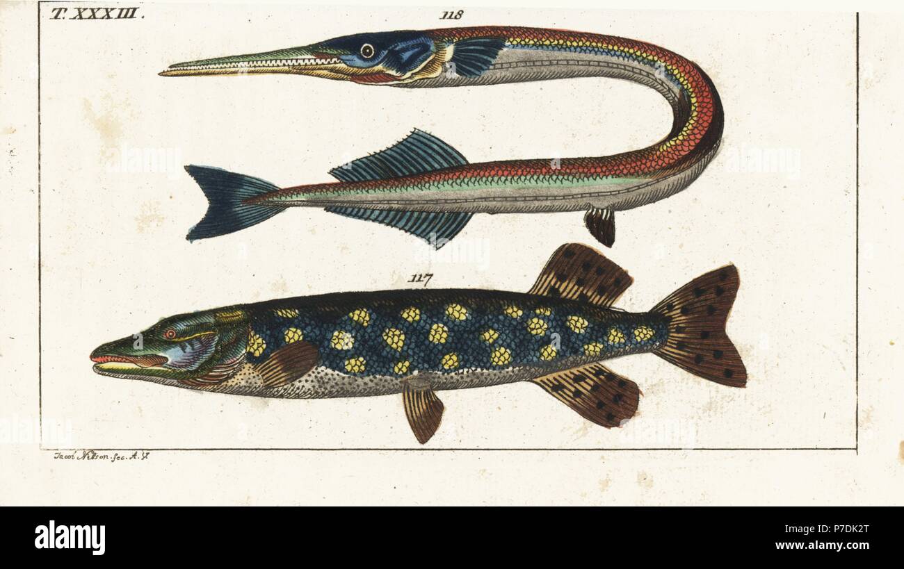 Northern pike, Esox lucius 117, and sea needle or garfish, Belone belone 118. Handcolored copperplate engraving after Jacob Nilson from Gottlieb Tobias Wilhelm's Encyclopedia of Natural History: Fish, Augsburg, 1804. Wilhelm (1758-1811) was a Bavarian clergyman and naturalist known as the German Buffon. Stock Photo
