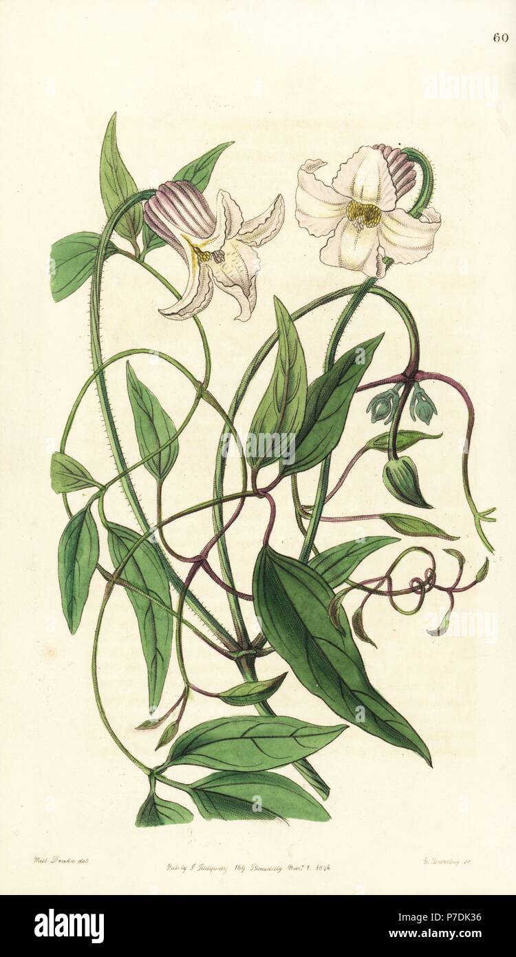Crisp-flowered clematis, Clematis crispa. Handcoloured copperplate engraving by George Barclay after an illustration by Miss Sarah Drake from Edwards' Botanical Register, edited by John Lindley, London, Ridgeway, 1846. Stock Photo