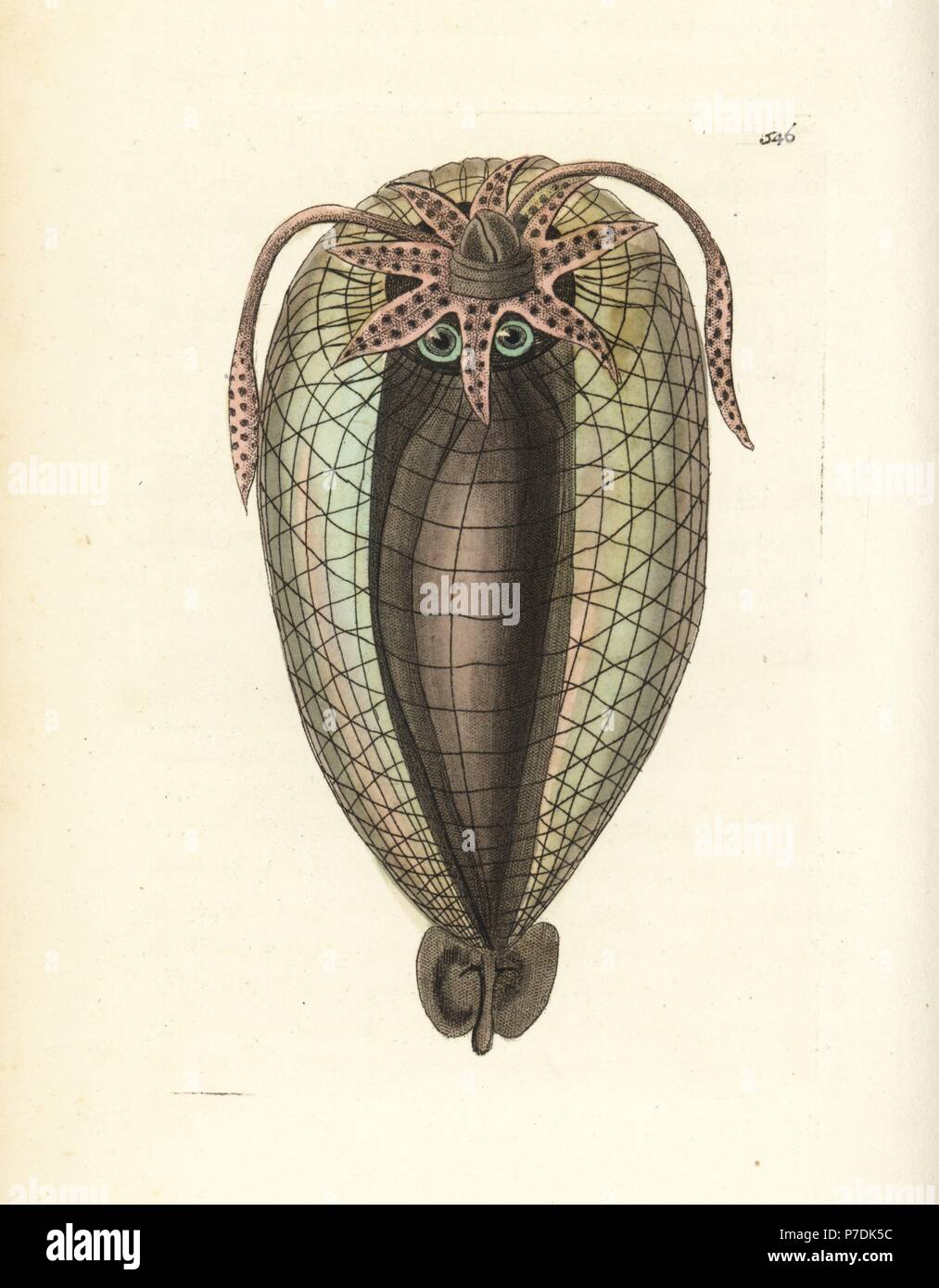 Humboldt squid, Dosidicus gigas (Balloon cuttlefish, Sepia tunicata). Illustration drawn and engraved by Richard Polydore Nodder. Handcoloured copperplate engraving from George Shaw and Frederick Nodder's The Naturalist's Miscellany, London, 1802. Stock Photo