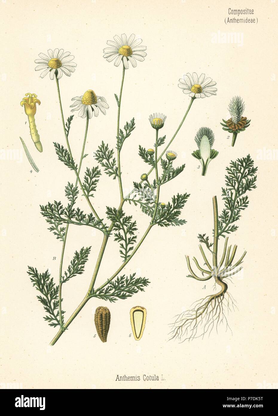 Stinking chamomile, Anthemis cotula. Chromolithograph after a botanical illustration from Hermann Adolph Koehler's Medicinal Plants, edited by Gustav Pabst, Koehler, Germany, 1887. Stock Photo