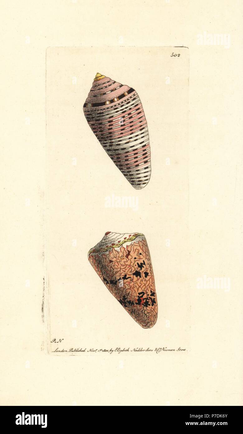 Orange flag and cobweb cone shells, Conus ammiralis arausiacus and Conus araneosus (as Conus arausiacus and Conus arachnoideus). Illustration drawn and engraved by Richard Polydore Nodder. Handcoloured copperplate engraving from George Shaw and Frederick Nodder's The Naturalist's Miscellany, London, 1801. Stock Photo