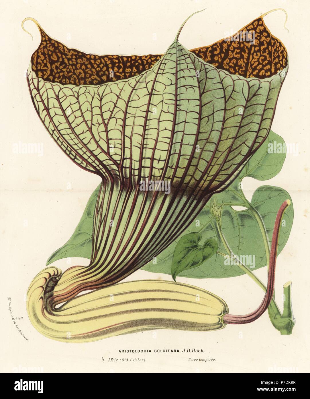 Pararistolochia goldieana (Aristolochia goldieana). Handcoloured lithograph from Louis van Houtte and Charles Lemaire's Flowers of the Gardens and Hothouses of Europe, Flore des Serres et des Jardins de l'Europe, Ghent, Belgium, 1867-1868. Stock Photo