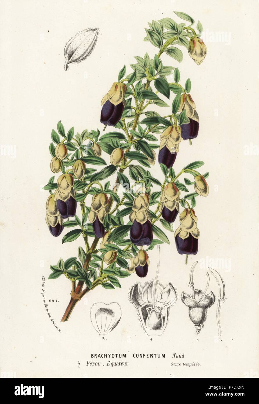 Brachyotum confertum. Handcoloured lithograph from Louis van Houtte and Charles Lemaire's Flowers of the Gardens and Hothouses of Europe, Flore des Serres et des Jardins de l'Europe, Ghent, Belgium, 1874. Stock Photo