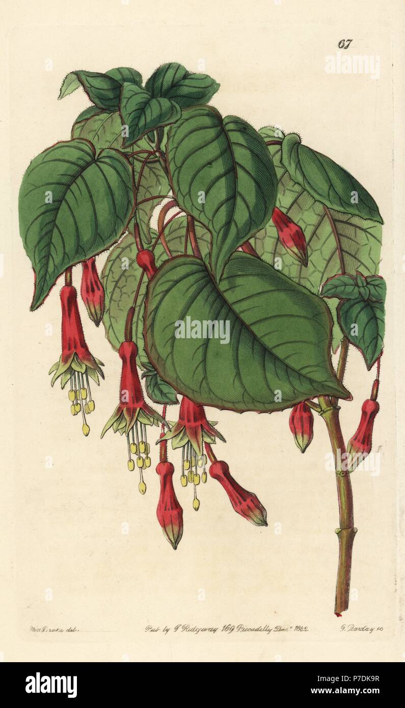 Chili pepper fuchsia or splendid fuchsia, Fuchsia splendens. Handcoloured copperplate engraving by George Barclay after an illustration by Miss Sarah Drake from Edwards' Botanical Register, edited by John Lindley, London, Ridgeway, 1842. Stock Photo