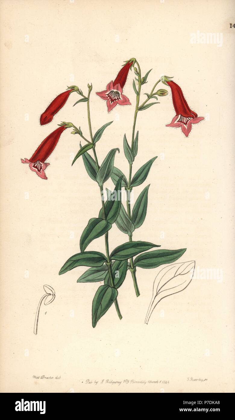 Beardtongue, Penstemon miniatus (Vermilion pentstemon, Pentstemon miniatus). Handcoloured copperplate engraving by George Barclay after an illustration by Miss Sarah Drake from Edwards' Botanical Register, edited by John Lindley, London, Ridgeway, 1847. Stock Photo