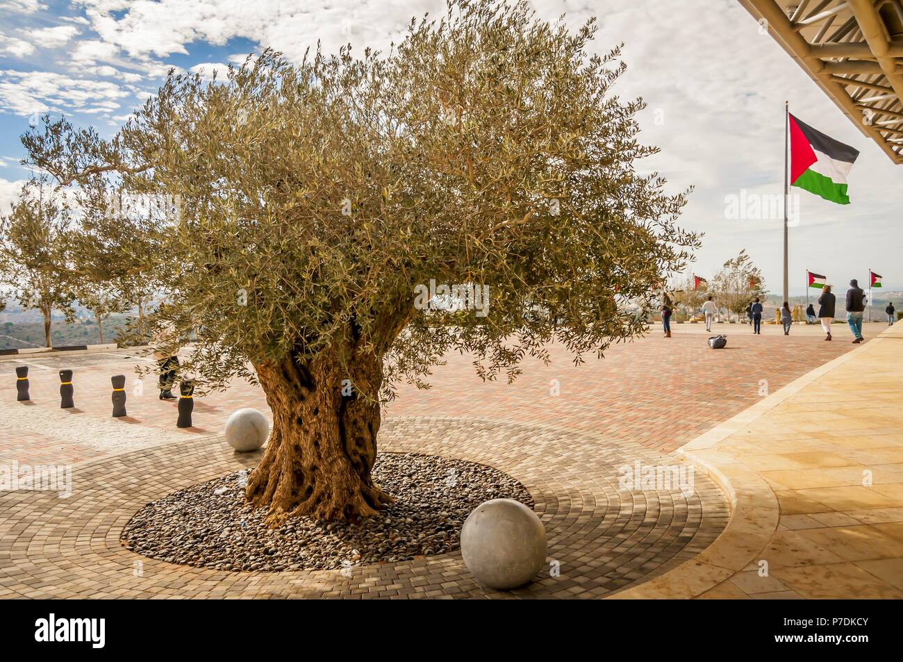 RAWABI, PALESTINE, WEST BANK. November 25, 2017. Olive tree and