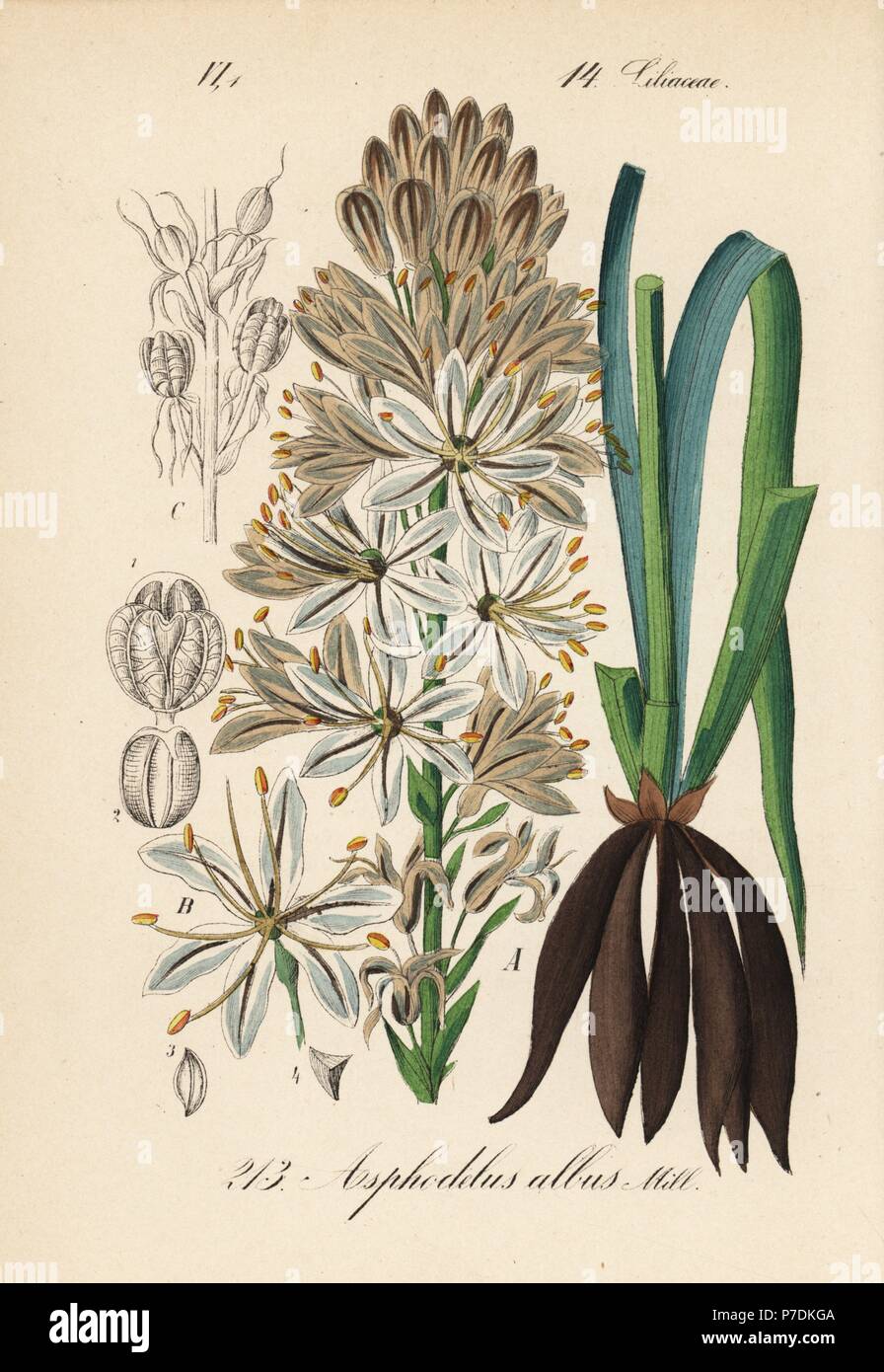 White Asphodel Asphodelus Albus Handcoloured Lithograph From Diederich Von Schlechtendal S German Flora Flora Von Deutschland Jena 1871 Stock Photo Alamy