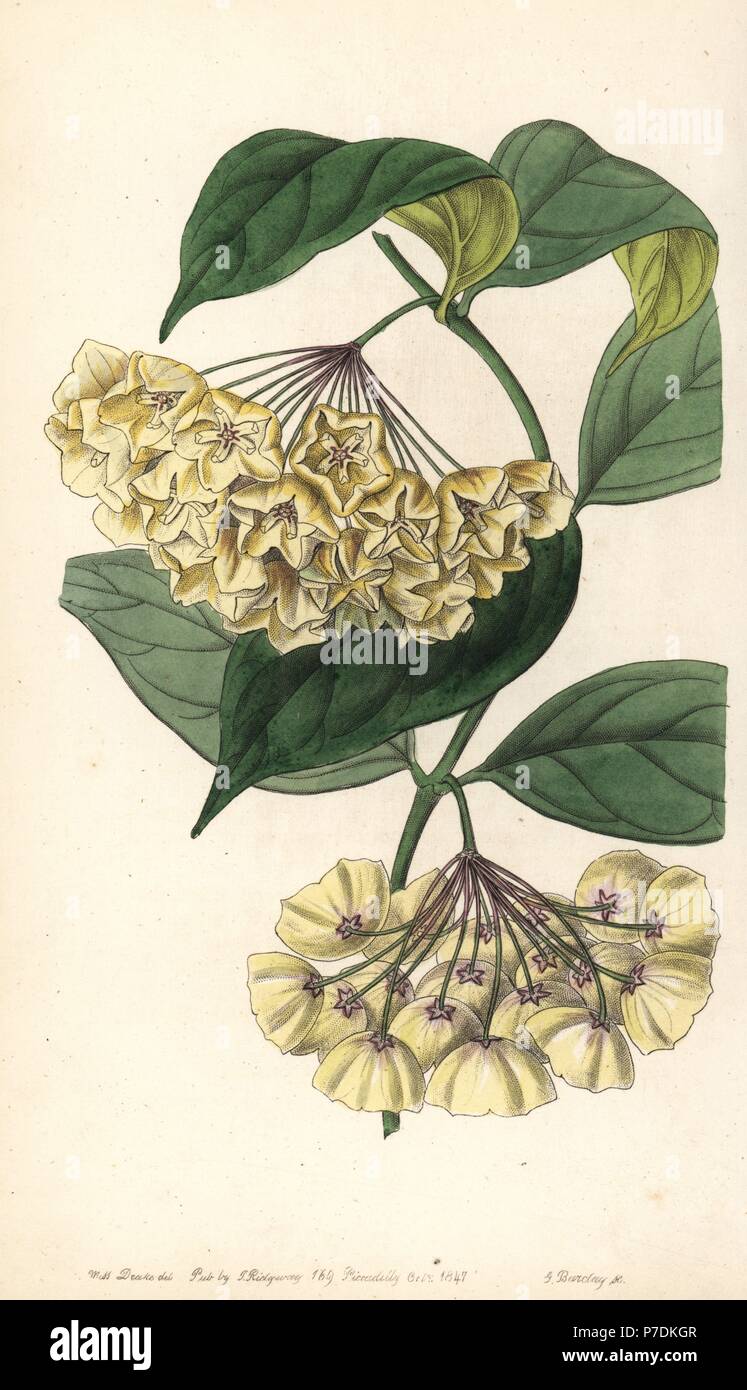 Bell-flowered hoya, Hoya campanulata. Java. Handcoloured copperplate engraving by George Barclay after an illustration by Miss Sarah Drake from Edwards' Botanical Register, edited by John Lindley, London, Ridgeway, 1847. Stock Photo