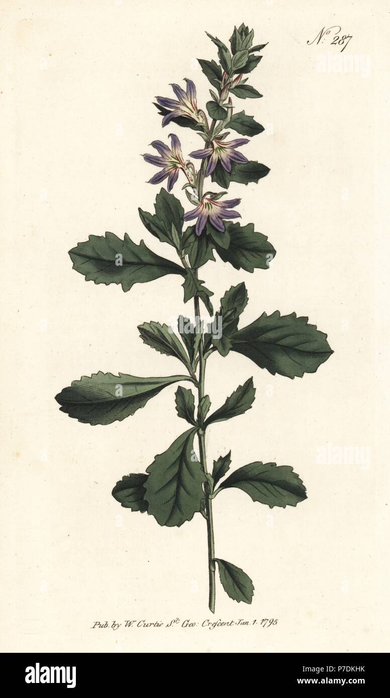 White fan-flower, Scaevola albida (Smooth goodenia, Goodenia laevigata). Handcoloured copperplate engraving from William Curtis' Botanical Magazine, London, 1795. Stock Photo
