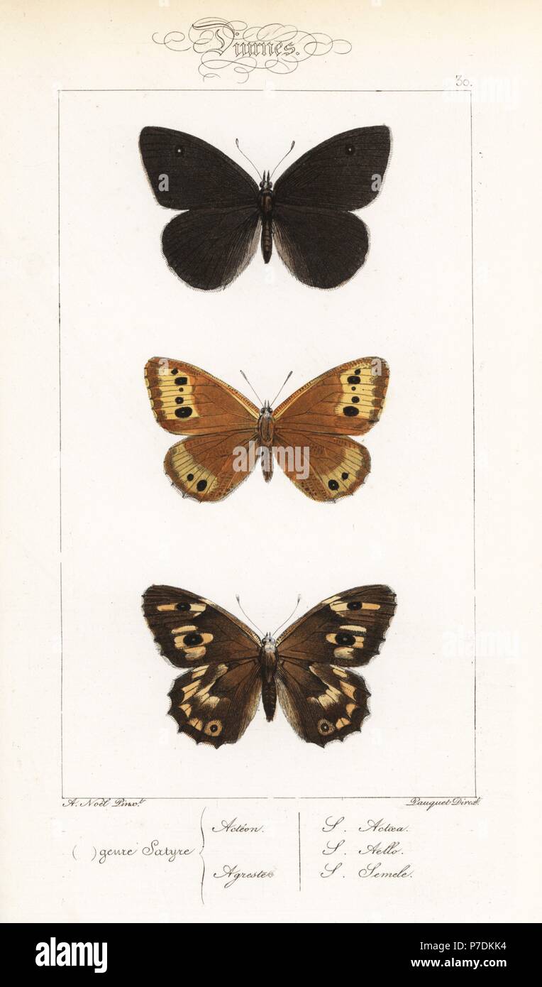 Black satyr, Satyrus actaea, Norse grayling, Oeneis norna, and grayling, Hipparchia semele, female. Handcoloured steel engraving by the Pauquet brothers after an illustration by Alexis Nicolas Noel from Hippolyte Lucas' Natural History of European Butterflies, Histoire Naturelle des Lepidopteres d'Europe, 1864. Stock Photo