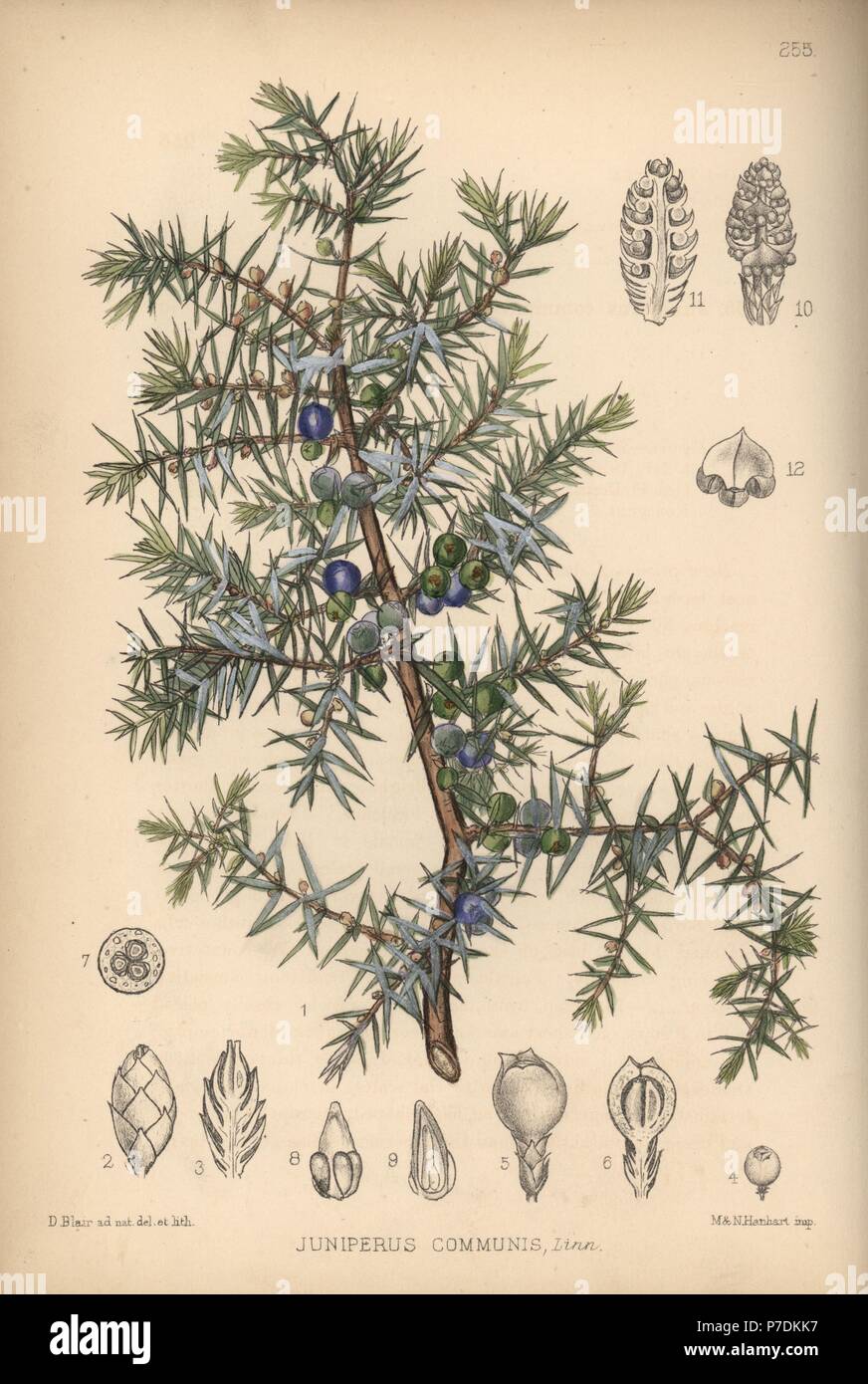 Juniper tree, Juniperus communis. Handcoloured lithograph by Hanhart